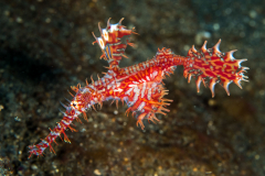 ornate_ghost_pipefish1