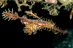 ornate_ghost_pipefish2