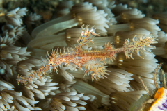 ornate_ghost_pipefish3
