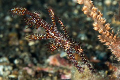 ornate_ghost_pipefish4