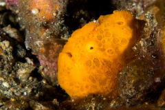 painted_frogfish