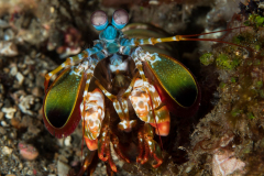 peacock_mantis