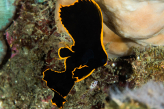 pinnate_spadefish