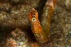 pipefish1