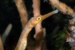 pipefish2