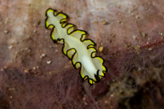 polyclad_flatworm
