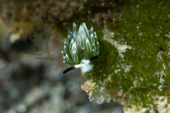 rabbit_sapsucking_slug