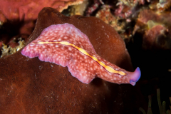 racing_stripe_flatworm