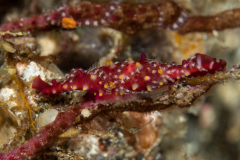 rosy_spindle_cowrie