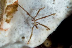 sea_spider