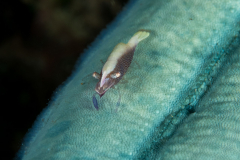 sea_star_shrimp