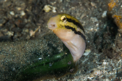 shorthead_fangblenny