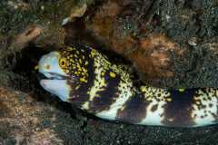 snowflake_moray