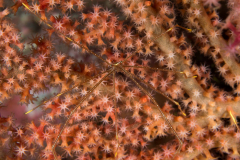 spider_squat_lobster