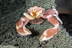 spotted_porcelain_crab