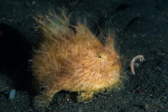 striated_frogfish