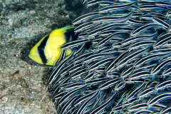 striped_catfish1
