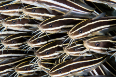 striped_catfish2