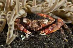 swimming_crab