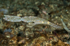 thin_ghost_pipefish