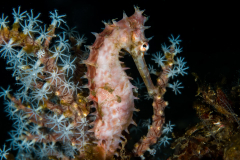 thorny_seahorse1