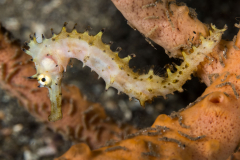 thorny_seahorse2