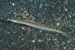 threadfin_sand_diver