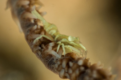 whip_coral_shrimp1