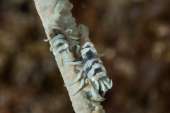 whip_coral_shrimp2