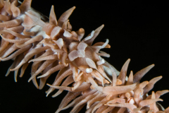 whip_coral_shrimp3