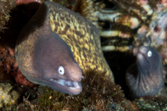 white-eyed_morays