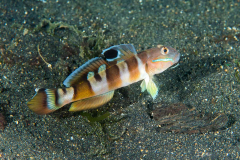 widebarred_goby