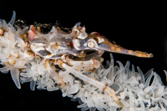 wire_coral_crab