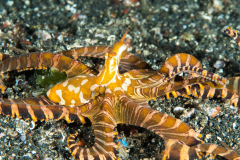 wunderpus1