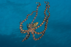 wunderpus2