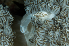 xenia_swimming_crab