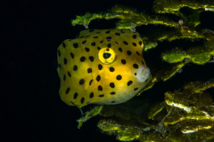 yellow_boxfish