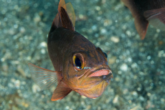 yelloweye_cardinalfish