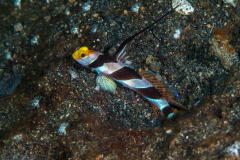 yellownose_shrimpgoby
