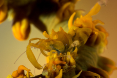 zanzibar_whip_coral_shrimp