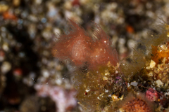 Algae-Shrimp2