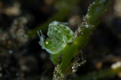 Algae-Shrimp4