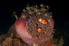Anemone