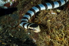 Banded-Sea-Krait