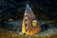 Blacksaddle-Snake-Eel