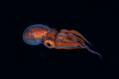 Blanket-Octopus