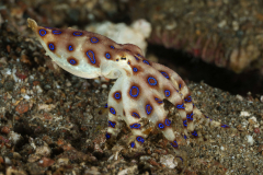 Blue-ringed-Octopus4