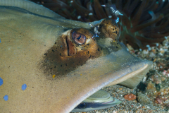Blue-spotted-Ribbontail-Stingray