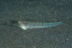 Blunt-nose-Lizardfish1