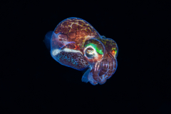 Bobtail-Squid